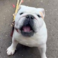 『どうぶつの森の話し方をする犬』が話題　想定以上だった『似すぎている光景』に11万いいねの反響「相当どう森で草」「完璧すぎて笑ったｗ」