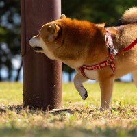 犬が散歩で寄り道しがちな『4つのスポット』　思うように進んでくれない理由やスムーズに歩かせる方法まで