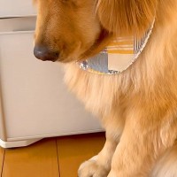 『病院』という言葉を聞いた大型犬→嫌になりすぎて…気持ちが出過ぎている『表情』が可愛いと156万再生「分かりやすすぎる」「悲壮感がｗ」