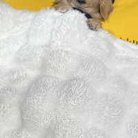 寝室を覗いたら、犬が『お布団』で寝ていて…人間味が強すぎる『まさかの寝方』が1180万表示「可愛さが大爆発してる」「一緒に寝たい」と悶絶