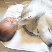 赤ちゃんが『うつ伏せの練習』をしていたら、大型犬が寄り添って…愛おしすぎる『微笑ましい光景』が8万再生「感動した」「頼もしい兄犬」