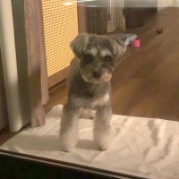 箱根旅行中、客室露天風呂に入った結果→寂しくなった犬が、窓越しに…すぐに上がりたくなる『健気な行動』に反響「地団駄踏んでるｗ」「可愛い」