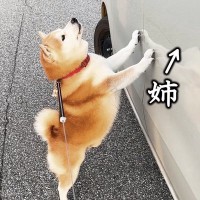 柴犬と空港までお出かけ→通りかかった一台の車に『お姉ちゃん』が乗っていて…サプライズで『感情が爆発する光景』に反響「涙出た」「たまらん」