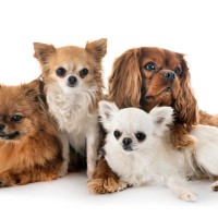 『小型犬の大きさ』の基準とは？体重は何キロまで？迎える際の注意点まで