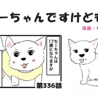 ちーちゃんですけどもっ【第336話】「ちーちゃんの元気な訳」