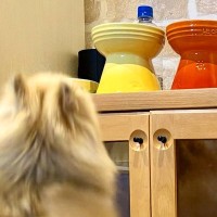 朝、犬のご飯をお皿に入れた結果→食べたくなりすぎてしまい…想像以上の『跳躍力』が17万表示「オリンピック出れる」「と、とんでる」と反響