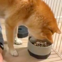 『犬がご飯を食べている』と思ったら…クセが強すぎる『衝撃的な食事風景』に2万いいね集まる「黒い犬かとｗ」「至福の時間だと思ったらｗ」