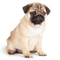 犬が飼い主から『嫌われた』と勘違いするタブー行為５選　愛犬を深く傷つける行動や不安にさせない方法まで