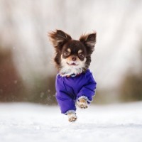 犬の『冬散歩』における絶対NG行為５選　寒い時期に潜むリスクや対策までご紹介