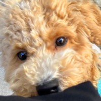 大きな音を出したバイクが横切った結果→ご機嫌で歩いていた犬が…あまりにも愛おしい『まさかの反応』に5万いいね「子どもと一緒」「たまらん」