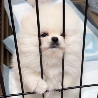 子犬と猫を初めて会わせてみた結果→興味津々になると思ったら…想像と違う『自由すぎる光景』が30万再生「大物ｗｗ」「どちらも愛おしい」