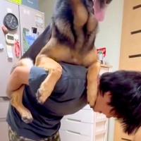 大型犬をおんぶしていたら、もう1匹が羨ましそうに見つめ…まさかの『おんぶの奪い合い』が21万表示の反響「微笑ましい」「至福のひととき」
