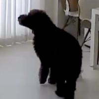 女性が交通事故で緊急入院→家に残された犬を病室から確認したら…涙が止まらない『まさかの光景』と『再会の瞬間』が139万再生「究極の愛」