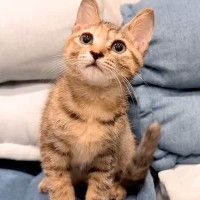 1ヶ月ぶりに『大好きな子猫』と再会した犬→嬉しくなりすぎて…まるで親のような『過保護な行動』が22万再生「大好きなんだ」「幸せな空間」