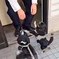 散歩中、毎日のように『交番』に立ち寄る犬→おまわりさんが出てきて…尊すぎるやり取りが10万再生「仕事してられないｗ」「癒しを届けてる」