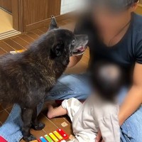 おもちゃで遊ぶ赤ちゃん→見ていた甲斐犬が『危ない』と勘違いして…まさかの『過保護すぎる行動』に反響「心配なんだね」「素直で可愛い」