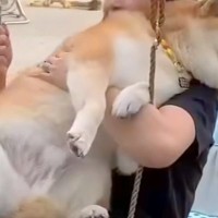 乗り物が大好きな柴犬→お庭に『ブランコ』を設置した結果…あまりにも過酷な『まさかの光景』が34万再生「もはや筋トレで草」「幸せな顔ｗ」