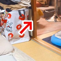 夜、犬に『ねんねするよー』と言った結果→ぬいぐるみを持ってきて…あまりに可愛い行動が114万再生「どっちがどっちかｗｗ」「同じサイズｗ」