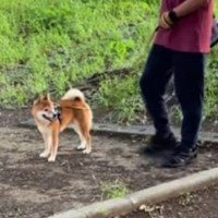 散歩中の犬に『知らない人のフリをして名前を呼ぶドッキリ』を仕掛けた結果…あまりにも尊い『表情の変化』に4万再生の反響