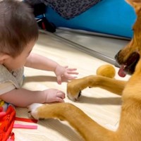 向かい合って寝転ぶ赤ちゃんと元保護犬→おもちゃを咥えたと思ったら…子守りのような『まさかの神対応』に反響「可愛いの渋滞」「優しい世界」