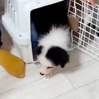 ごはんをゆっくり食べている子犬→『大人しい子かな』と思っていたら…家に来てから『1年後の光景』が最高すぎると絶賛「最高の相棒」「可愛い」