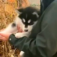 『こんなにも小さかった赤ちゃんハスキーが…』3歳になった現在と比較→尊すぎる『成長した光景』が16万再生「立派」「気持ちは不変ｗ」と絶賛