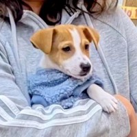 一目惚れした子犬に大反対していたお父さん→家に連れて帰った結果…『1年後の関係』が最高すぎると反響「素敵な家族」「温かい気持ちになった」