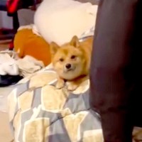 部屋に入ったら『誰だ…？』と警戒する犬→飼い主だと気づいた瞬間の『リアクション』が296万再生「どちら様感ｗ」「温度差あって草」と爆笑