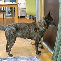 家に『家族じゃない人』が侵入したら、犬はどうするのか検証→吠えるのかと思いきや…『想定外の反応』が22万再生「めちゃくちゃ頭いいな」