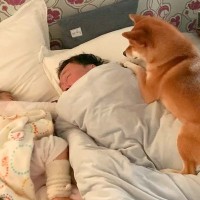 寝坊しているパパ→なかなか起きないので『2歳の女の子と犬』が…大胆過ぎる『起こし方』が39万再生「特等席だね」「素晴らしい圧ｗ」と反響