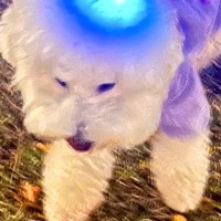 『犬の頭から記憶を吸い取っています』シュールで愛おしい"散歩中の一枚"に9万いいねの大反響「想像したら可愛すぎてｗ」「逆の可能性」