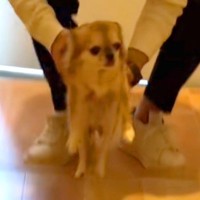 ７歳の『元繁殖犬』を引き取ると決めた結果→『緊張してしまうかな』と思ったら…予想外な『まさかの反応』が話題「嬉しそうな表情」「涙出た」