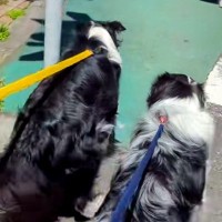 散歩中、機嫌が悪くなったママ→2匹の犬が空気を読んで…愛を感じる『まさかの行動』が91万再生「なんていい子たち」「私の彼氏より優秀」