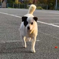 8年間、外にいた野良犬→6年の歳月をかけて保護の準備をした結果…涙があふれる『素敵な展開』が15万再生「運命…」「幸せをつかむ姿最高」