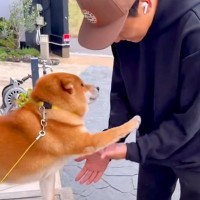 Amazonの配達員さんが家にきた結果→犬が『お出迎え』して…相思相愛すぎる『神対応』が10万再生「メロメロなんだ」「飛行機耳かわいい」