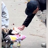 17歳の老犬を散歩中、話しかけてくれたおじいちゃん→同じ歳の愛犬を亡くしていて…愛情にあふれたエピソードに感動「素敵」「優しさが伝わる」