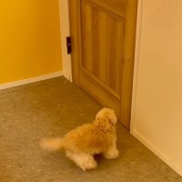 トリマーのお姉さんが大好きな犬→ドアの前で出待ちして…まるで『恋』をしているような光景が50万再生「ファンサの神」「しっぽ飛びそうｗ」