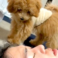 いびきをかきながら寝ている彼氏→隣にいた子犬が…『不思議そうに見つめる光景』が可愛すぎると44万再生「生存確認ｗ」「圧すごくて草」