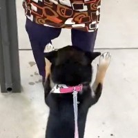 おばあちゃんと再会した犬→喜びで大興奮して…愛おしくてたまらない『わちゃわちゃ感』が22万表示「喜び方最高すぎ」「おばあちゃんも嬉しい」