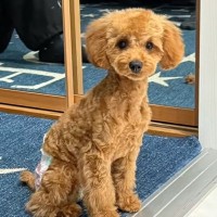 旦那に『犬のカットの送迎』をお願いした結果→まさかのオーダーをして…別犬すぎる『衝撃的な光景』が53万再生「逆に良いｗ」「好きすぎる」