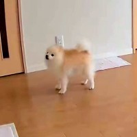 普段は全く吠えない犬→留守番に見守りカメラを覗いてみたら…『切なすぎる光景』が6万表示「あぁ、つらい…」「私が一緒に居てあげたい」の声