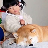 2歳の女の子の遊びに付き合う犬→『病院』という言葉が聞こえた、次の瞬間…可愛すぎる反応が227万表示「耳ギューンｗ」「意志を感じる」