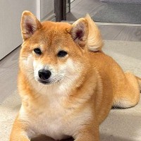 『遊んでほしい』とアピールする犬→おててを見てみると…まさかの『器用すぎるお誘いの仕方』が22万表示「礼儀正しくて草」「健気な誘い方ｗ」