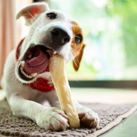 犬にカルシウムが必要だと言われている理由2つ　どうやって与えたらいいの？得られる効果まで解説