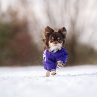 犬に冬を快適に過ごしてもらうためにできること5つ　寒さ対策は何をすればいいの？寒い時期の注意点まで