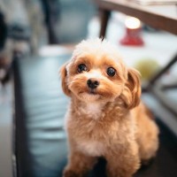 犬を『留守番させるとき』テレビはつけておくべき？電気はどうする？孤独を感じさせないポイントまで