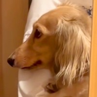 帰省していたお兄ちゃんが帰ってしまったら、玄関で犬が…思った以上の『落ち込み方』が切ないと17万再生「尊すぎる」「大好きなんだね」と反響