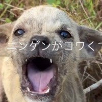 用水路に捨てられていた『人間不信の小さな子犬』を保護…涙が止まらない『心を許した瞬間』が1497万再生「顔が全然違う」「本当によかった」