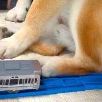『脱線事故を起こす柴犬』電車のおもちゃで遊ぶ小さな男の子→無慈悲すぎる『邪魔の仕方』が11万表示「仕方ないｗｗ」「可愛すぎるあんよ」
