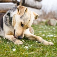 犬が『自分の体を舐める』理由5つ　執拗にペロペロしてしまう原因や対処法まで